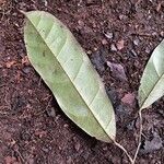Caloncoba flagelliflora Leaf