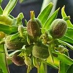 Euphorbia agowensis Плід