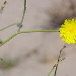 Launaea mucronata 花