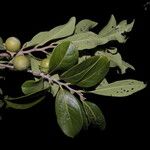 Diospyros acapulcensis Агульны выгляд