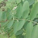 Amorpha fruticosa Fuelha