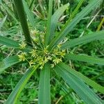 Cyperus alternifolius Лист