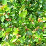 Cotoneaster divaricatus Плод