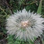 Tragopogon dubius Плод