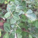 Commiphora glandulosa 葉