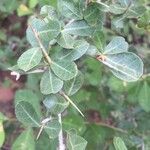Commiphora glandulosa पत्ता
