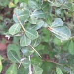 Commiphora glandulosa Blad