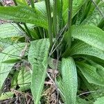 Plantago monospermaΦύλλο