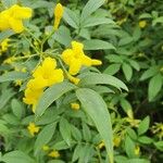 Jasminum odoratissimum Flor