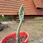 Opuntia dillenii Leaf