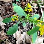 Solidago flexicaulis ഇല