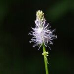 Phyteuma scorzonerifolium 花