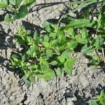 Amaranthus powellii Folha