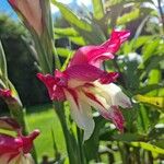 Gladiolus × byzantinus Blomst