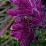 Neobartsia laniflora Flower