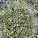 Launaea arborescensFoglia