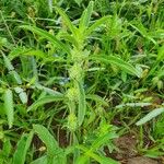 Meiosperma bracteatum Φύλλο