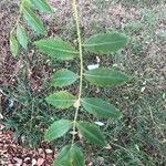 Xanthoceras sorbifolium Лист