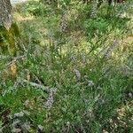 Calluna vulgarisFlower