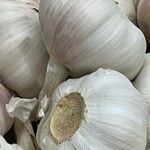 Allium sativum अन्य