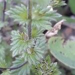 Euphrasia officinalis Blatt