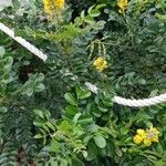 Sophora tomentosa Συνήθη χαρακτηριστικά