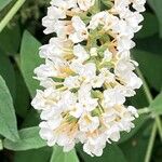 Buddleja albiflora Кветка