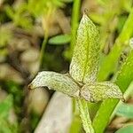 Astragalus asterias Fruit