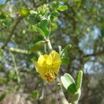 Parkinsonia florida Cvet