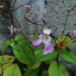 Impatiens balfourii Kvet