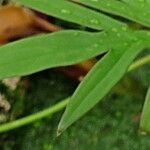 Lasia spinosa Hoja