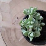 Lampranthus deltoides Leaf