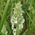 Stachys ocymastrumFlower