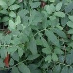 Cardamine macrophylla Folla