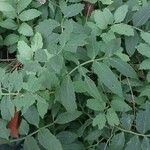 Cardamine macrophylla Leaf