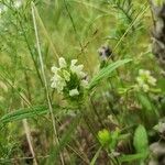 Prunella laciniataFlower