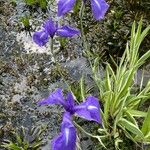 Iris laevigata Flor