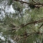 Pinus elliottii 葉