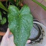 Zantedeschia albomaculata Blad