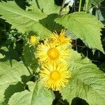 Inula heleniumFlower