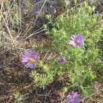 Machaeranthera tanacetifolia Blomma