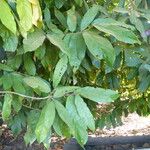 Theobroma grandiflorum Hoja