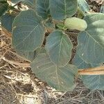 Datura inoxia Leaf