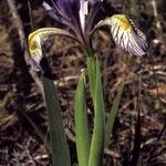 Iris missouriensis 整株植物