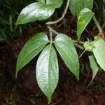 Dalechampia websteri Otro