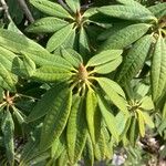 Rhododendron arboreum Leaf