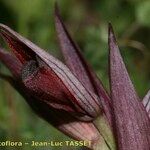 Serapias strictiflora Flower