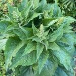 Verbascum nigrumLeaf