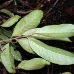 Casearia corymbosa Blad