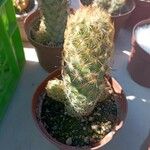 Mammillaria elongata Лист